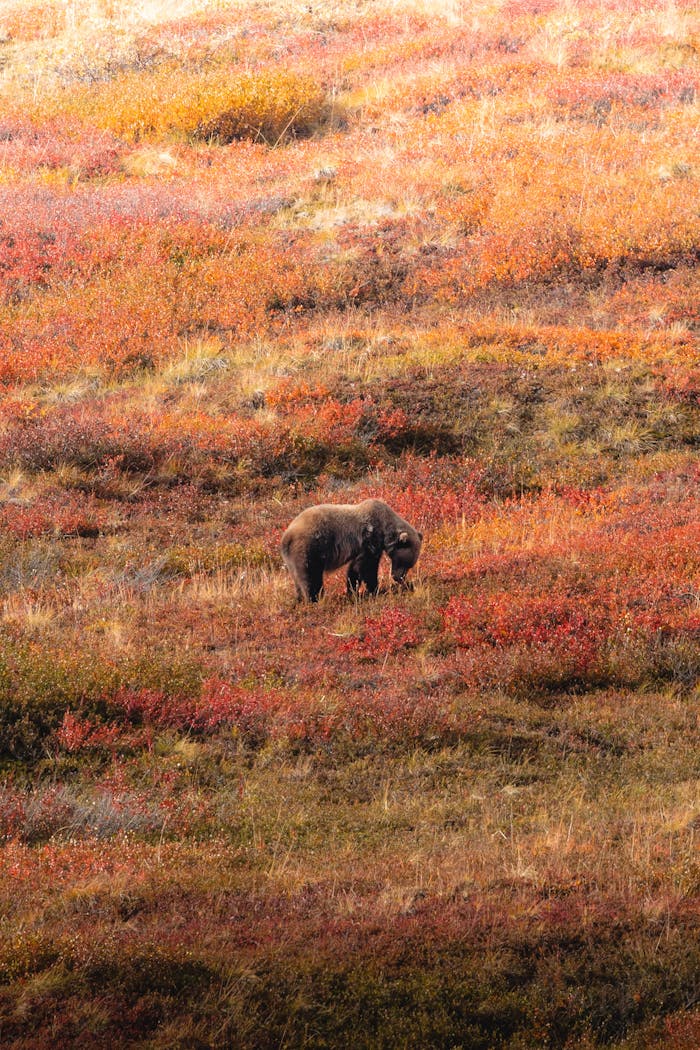 pexels photo 23511003.jpeg